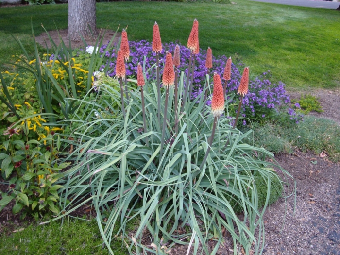 Книфофия ягодная тукка