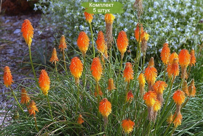 Книфофия ягодная