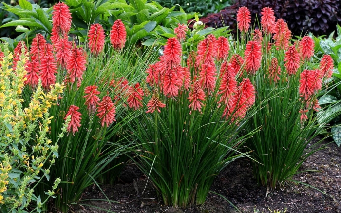 Книфофия альказар