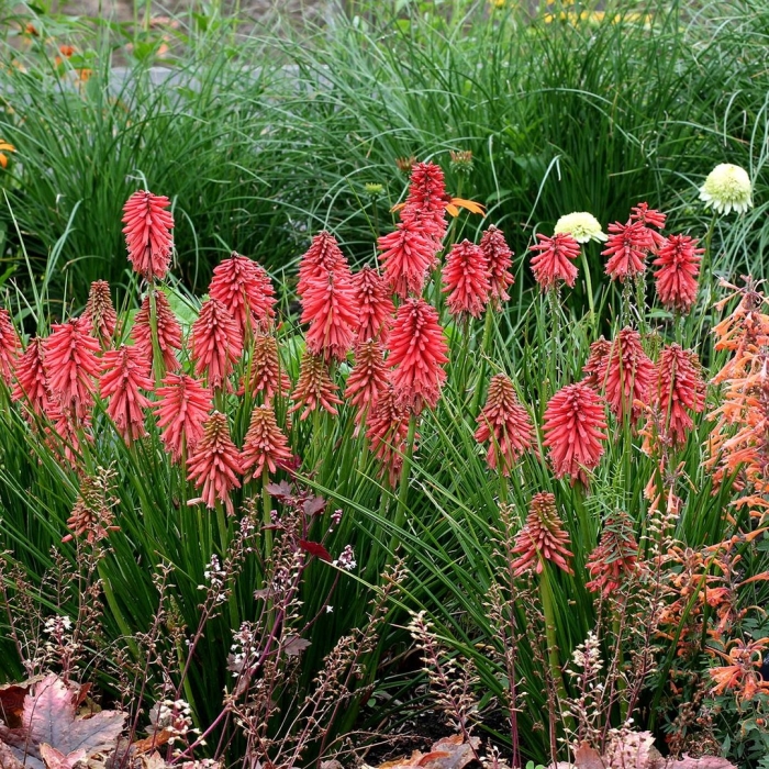 Kniphofia caulescens