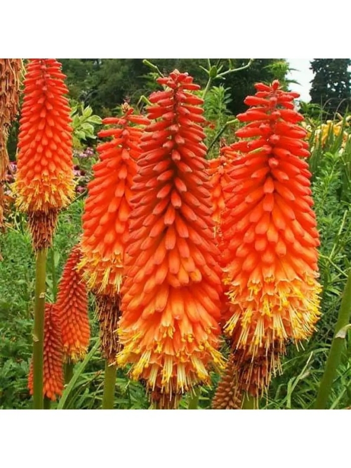 Книфофия альказар