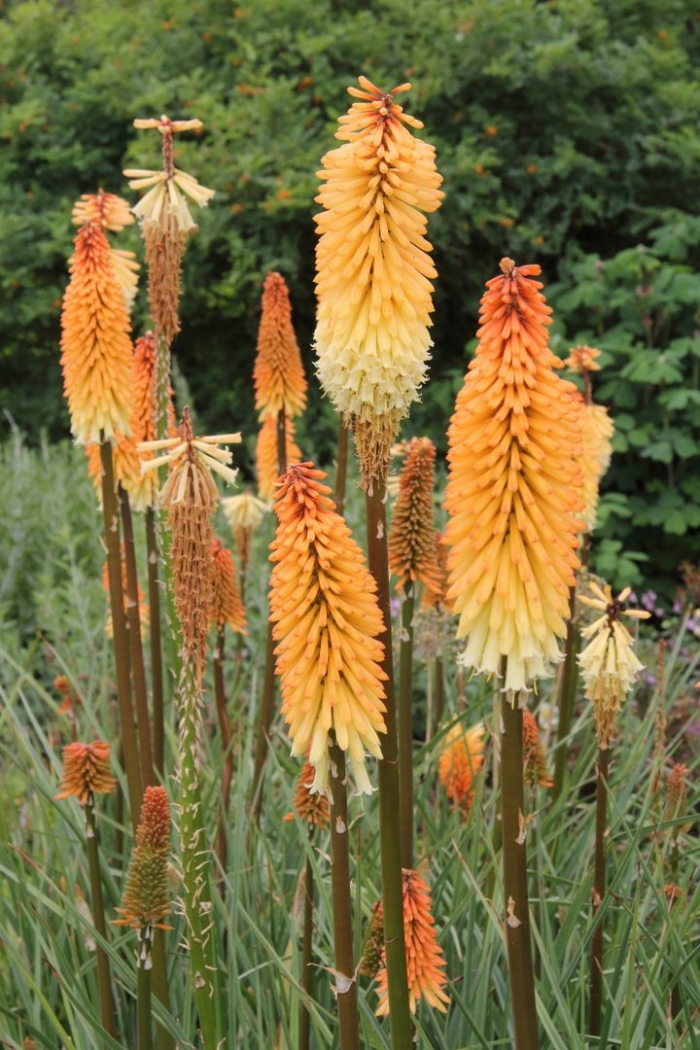 Книфофия альказар