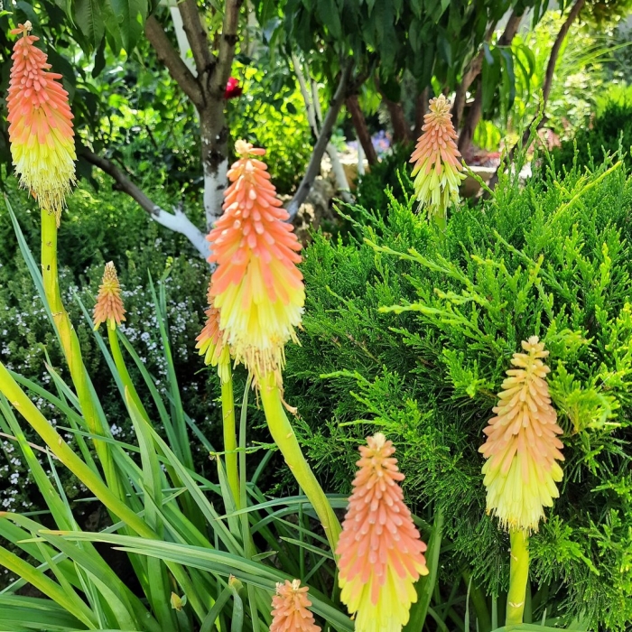 Книфофия ягодная фламенко