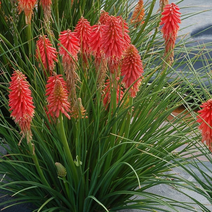 Книфофия альказар