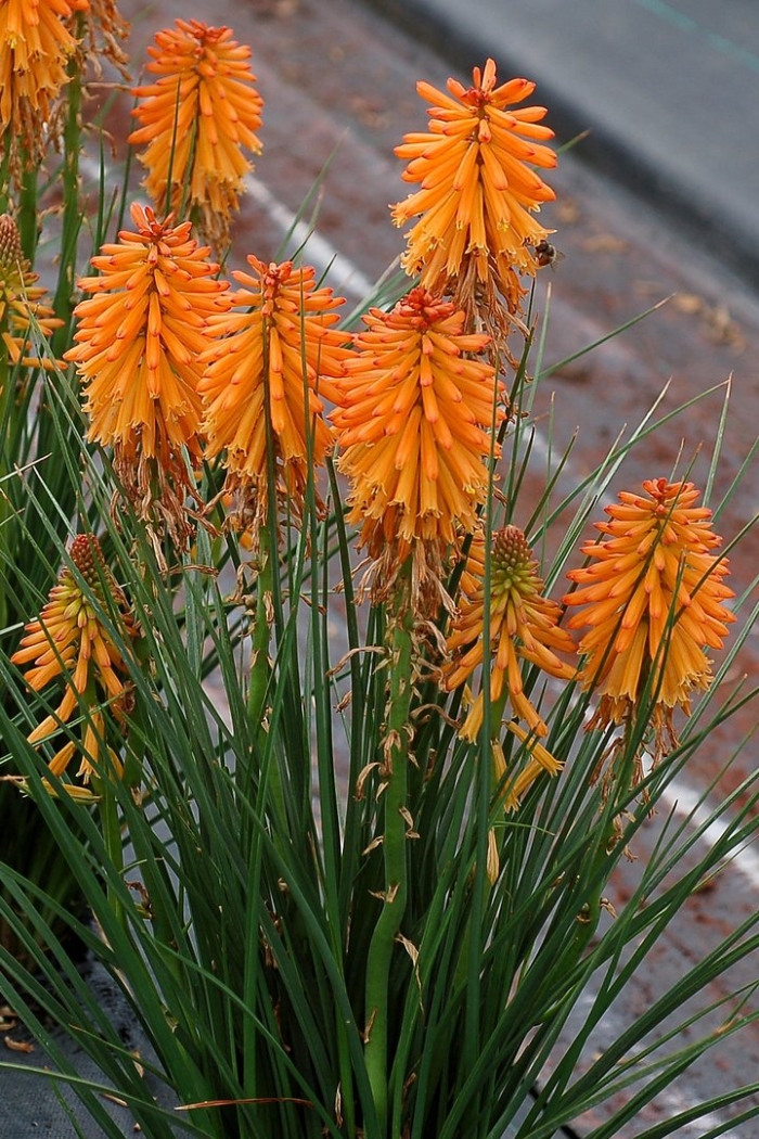 Книфофия альказар