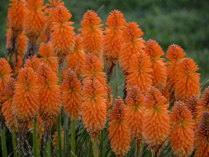 Книфофия альказар