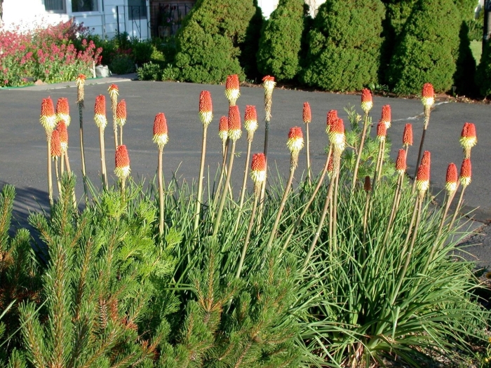 Книфофия (kniphofia) uvaria