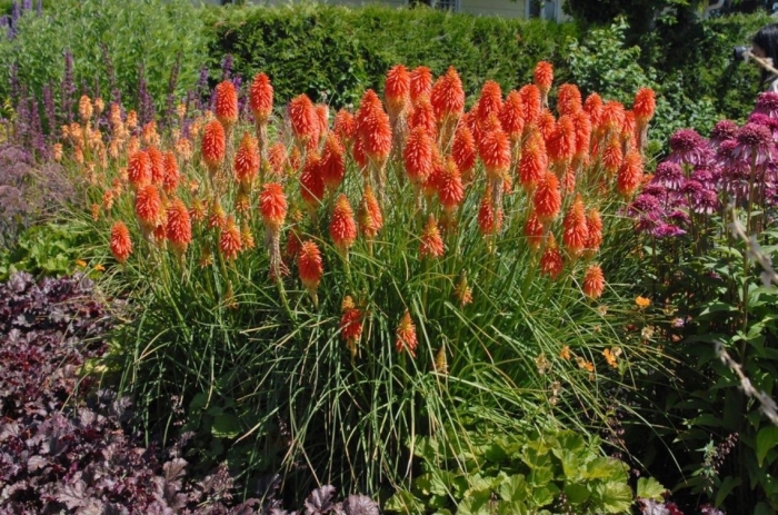 Книфофия гибридная альказар