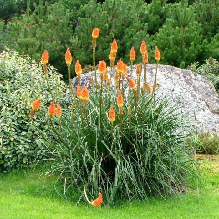 Книфофия гибридная альказар