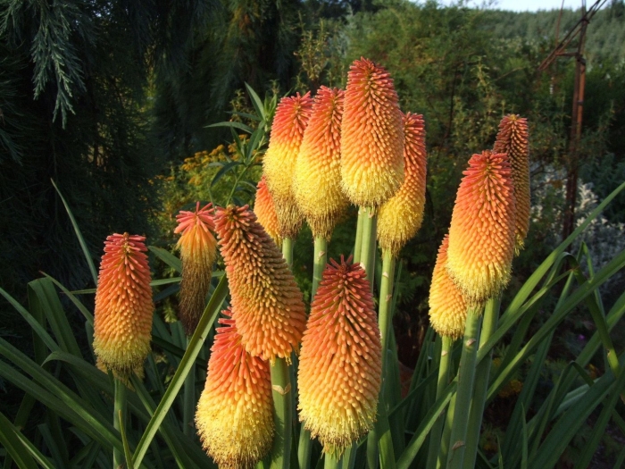 Книфофия альказар