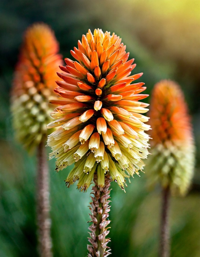 Kniphofia thomsonii