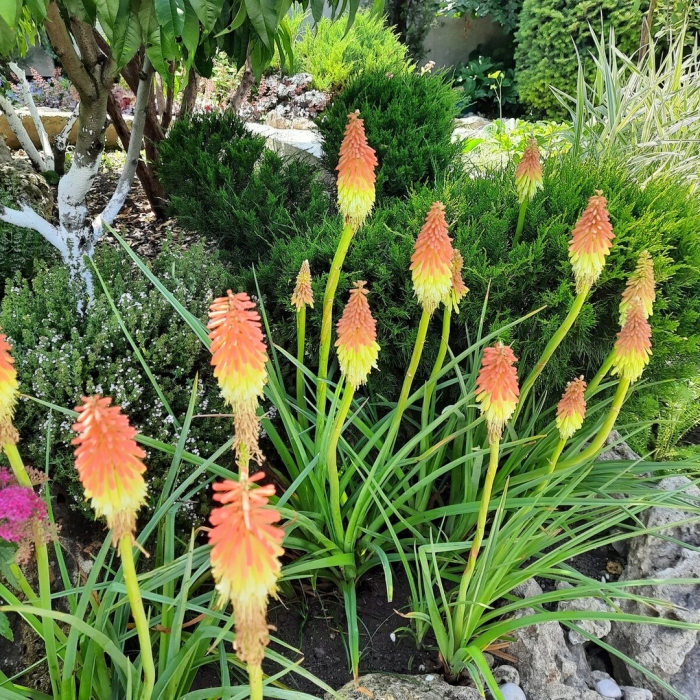 Книфофия ягодная (kniphofia uvaria)