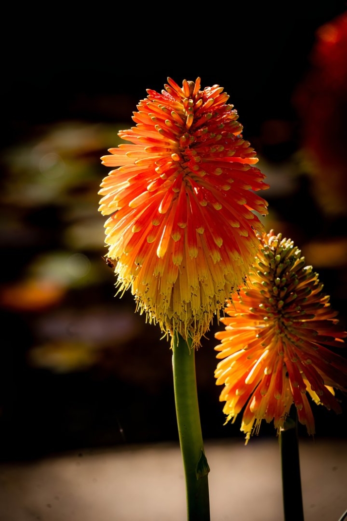 Книфофия цветок