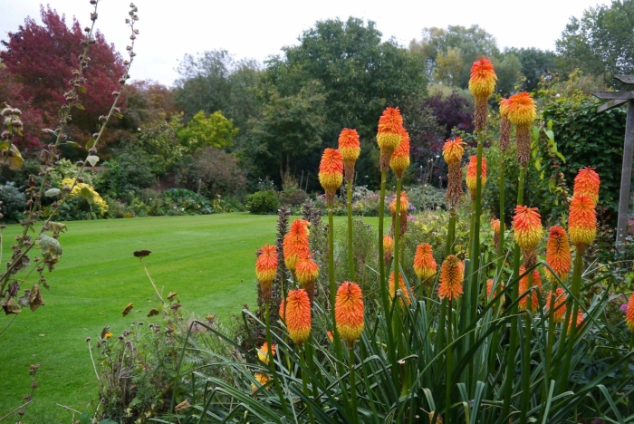 Книфофия 'alcazar'