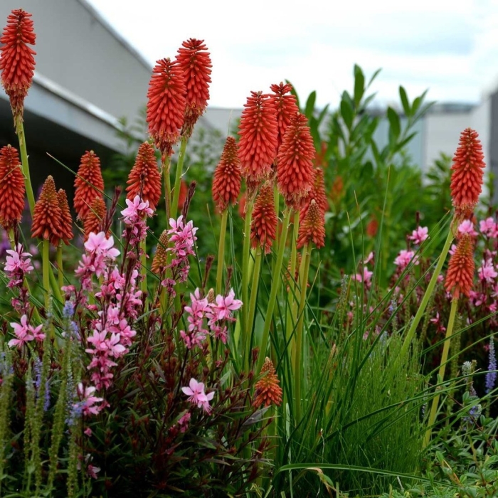 Книфофия ягодная