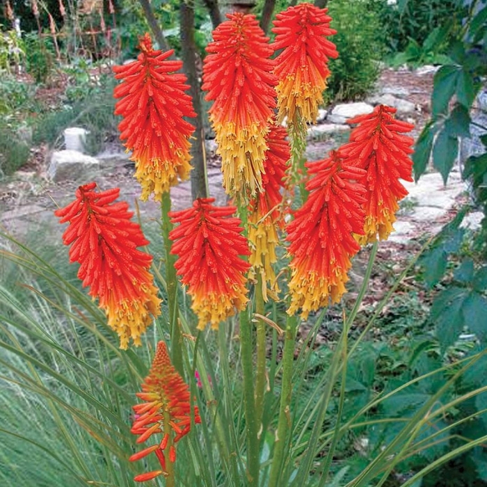 Книфофия альказар