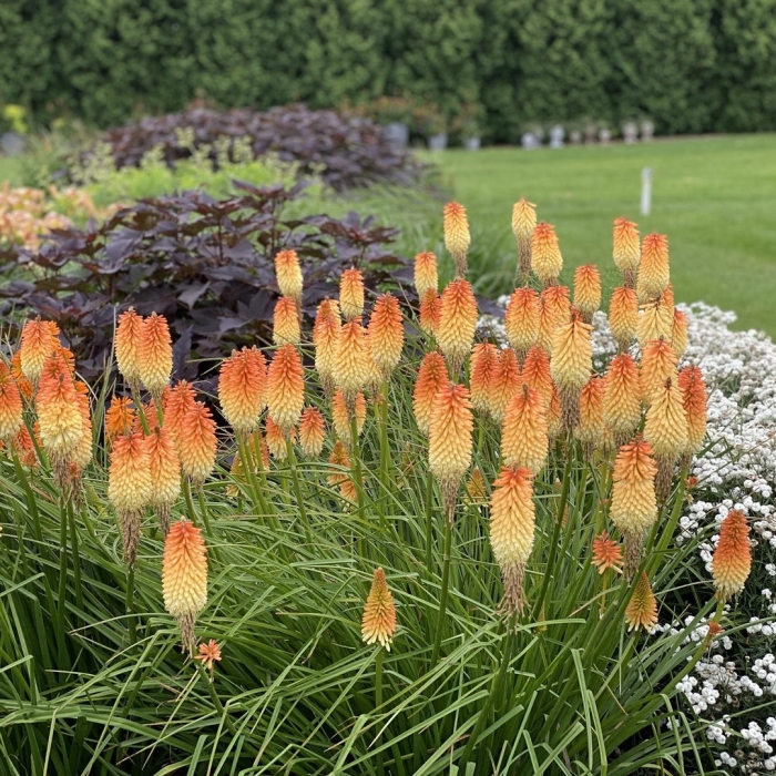 Книфофия альказар