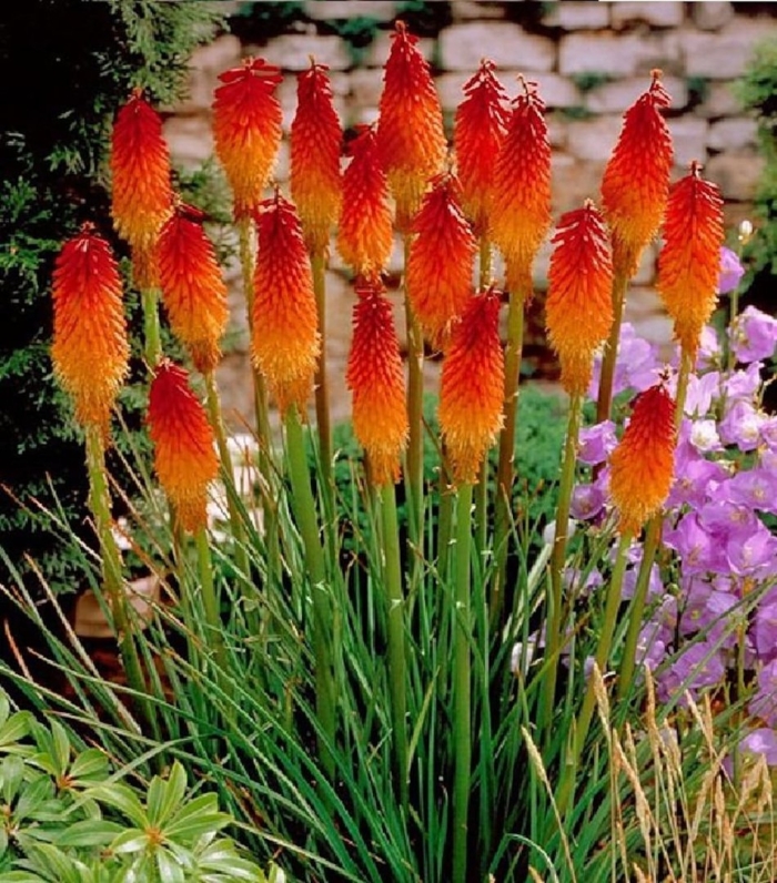 Kniphofia ‘green jade’