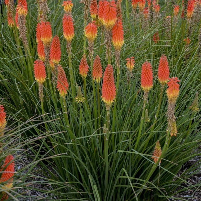 Книфофия (kniphofia) uvaria