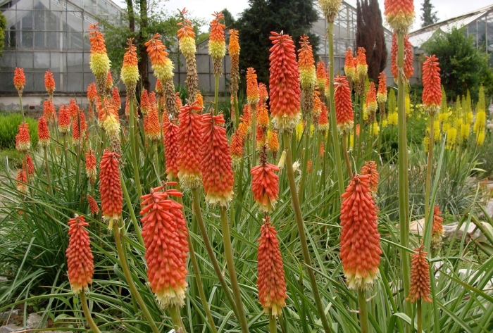 Книфофия ягодная тукка