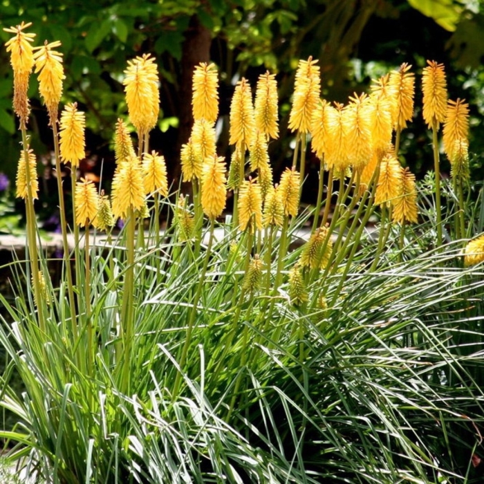 Книфофия гибридная