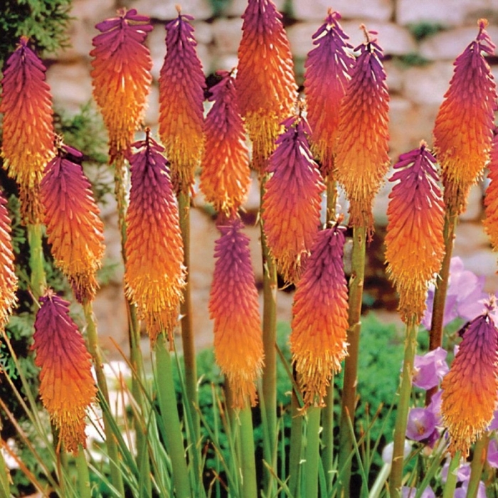 Книфофия ягодная тукка