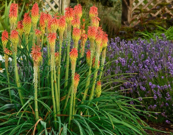 Kniphofia uvaria