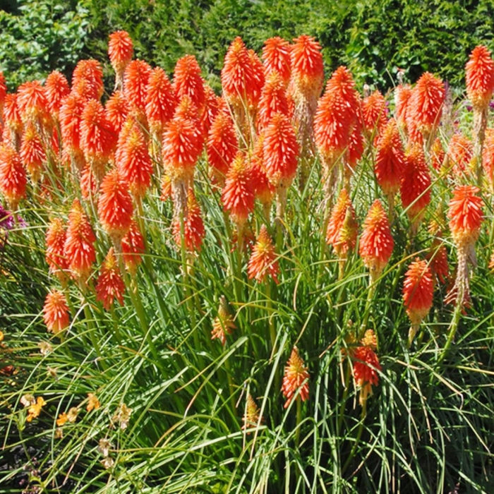 Книфофия альказар