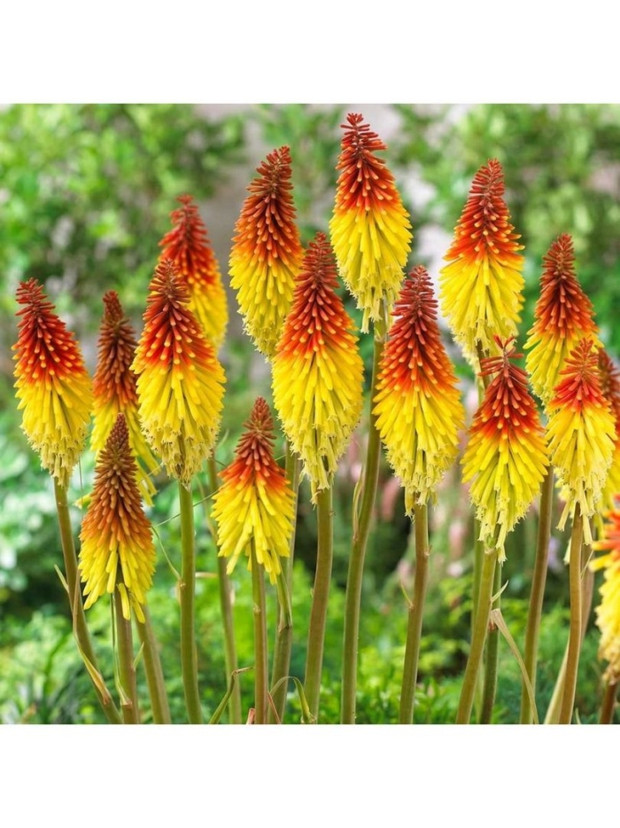 Книфофия флеминг торч