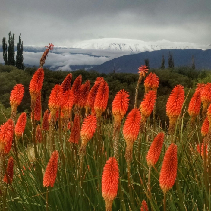 Книфофия альказар