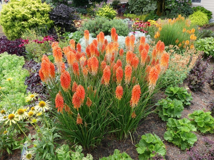 Книфофия (kniphofia)