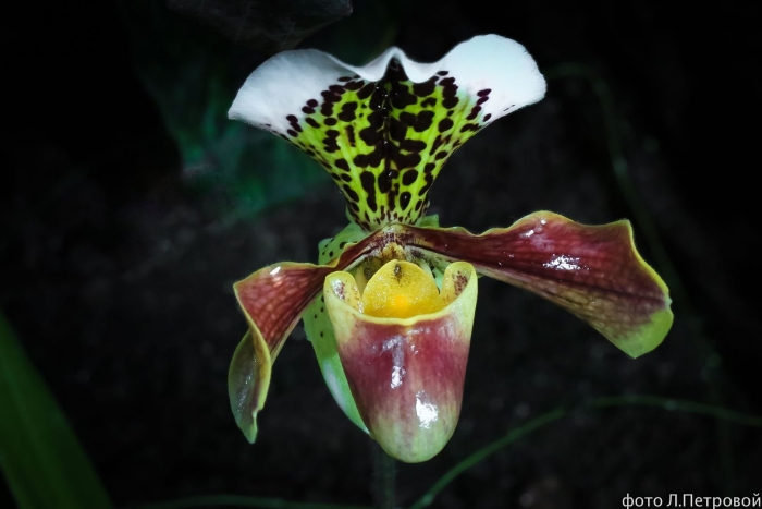 Орхидея башмачок пафиопедилум