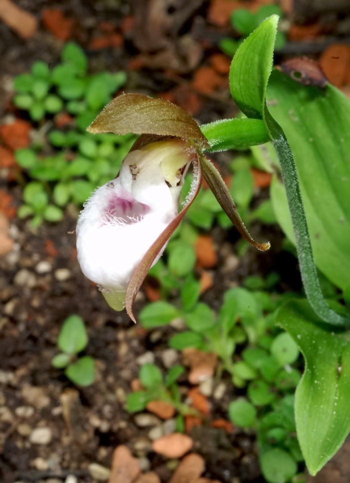 Cypripedium plectrochilum