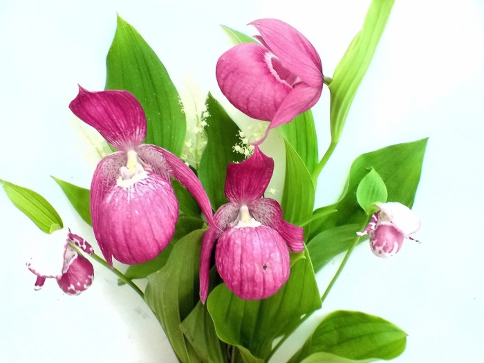 Башмачок венерин