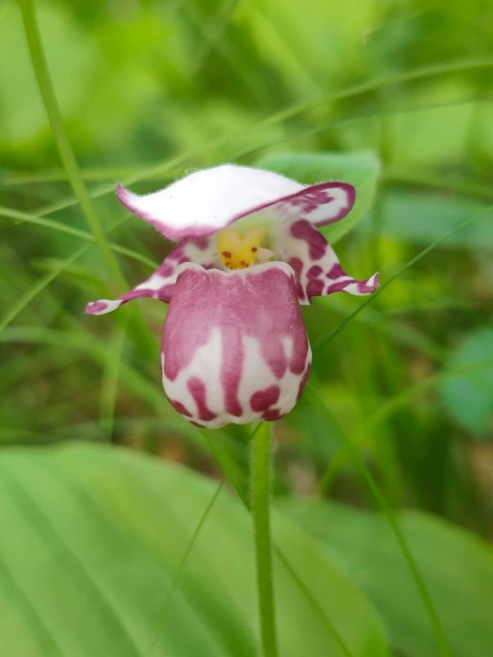 Венерин башмачок пятнистый