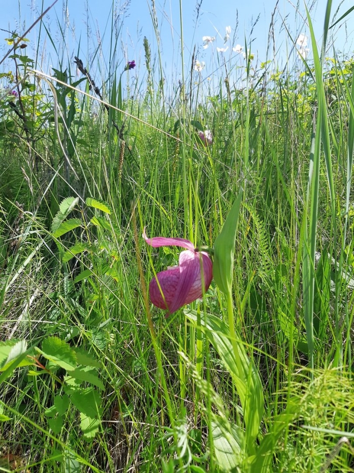 Башмачок крупноцветковый байкал