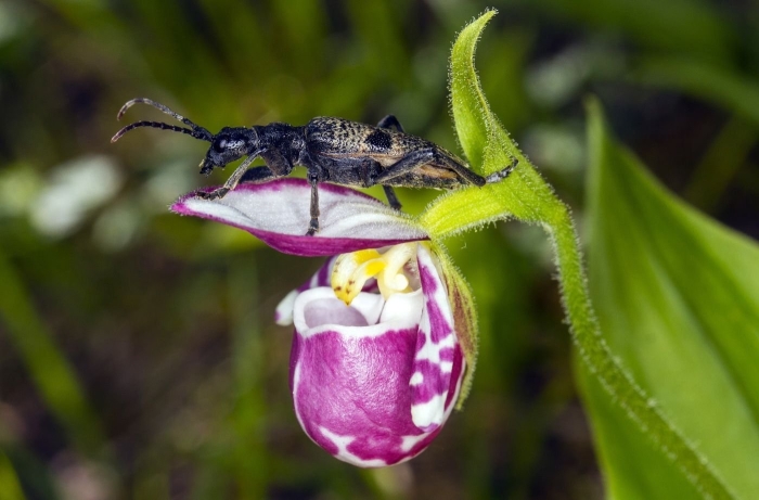 Венерин башмачок крапчатый