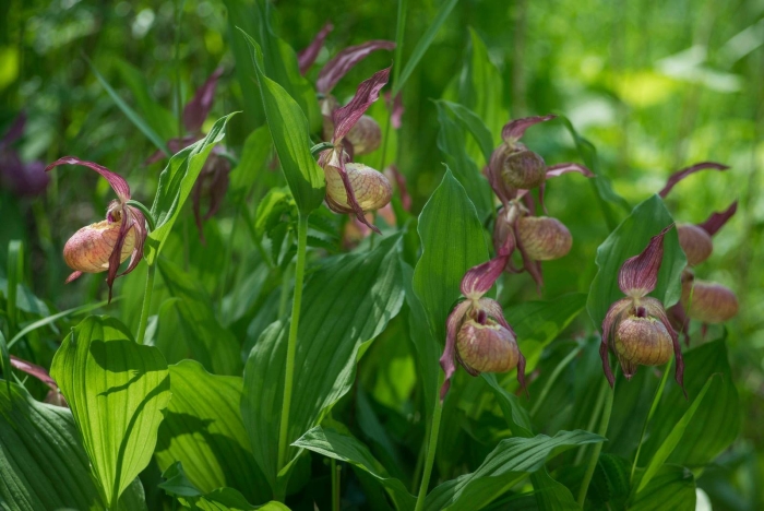 Венерин башмачок настоящий