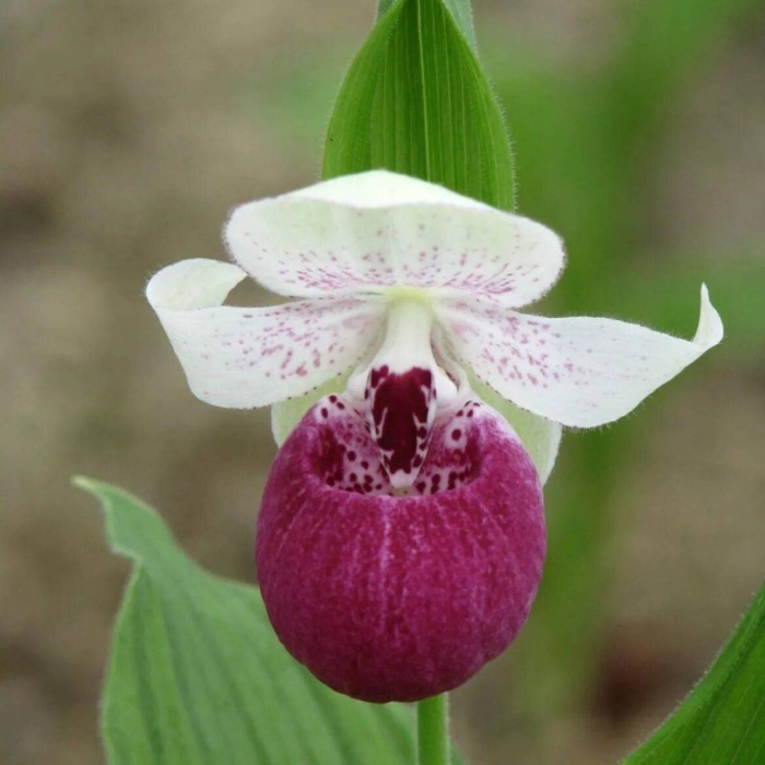 Cypripedium reginae башмачок королевы