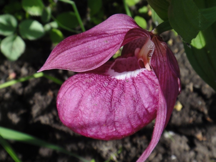 Венерин башмачок пушистый (cypripedium pubescens)