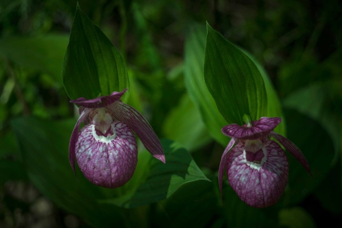 Башмачок венерин