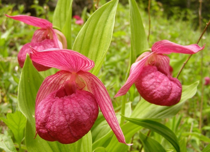 Башмачок крупноцветковый красная книга