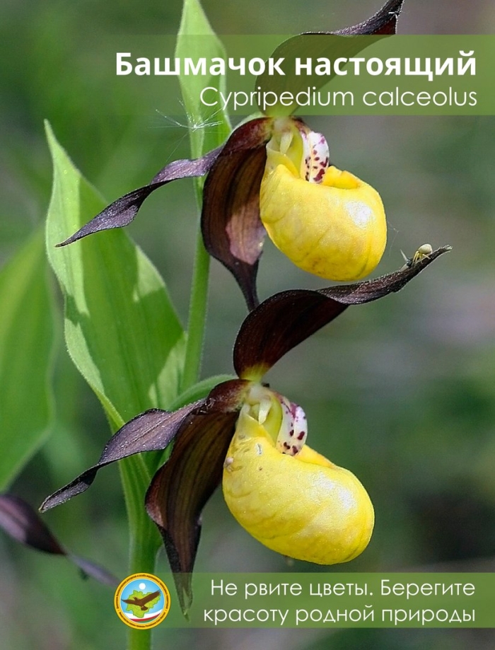 Башмачок настоящий