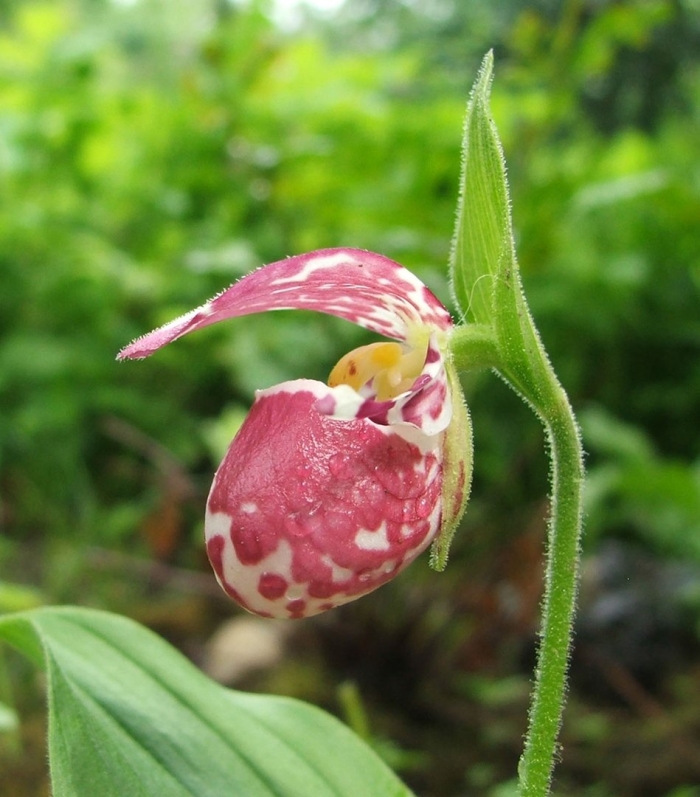Cypripedium guttatum