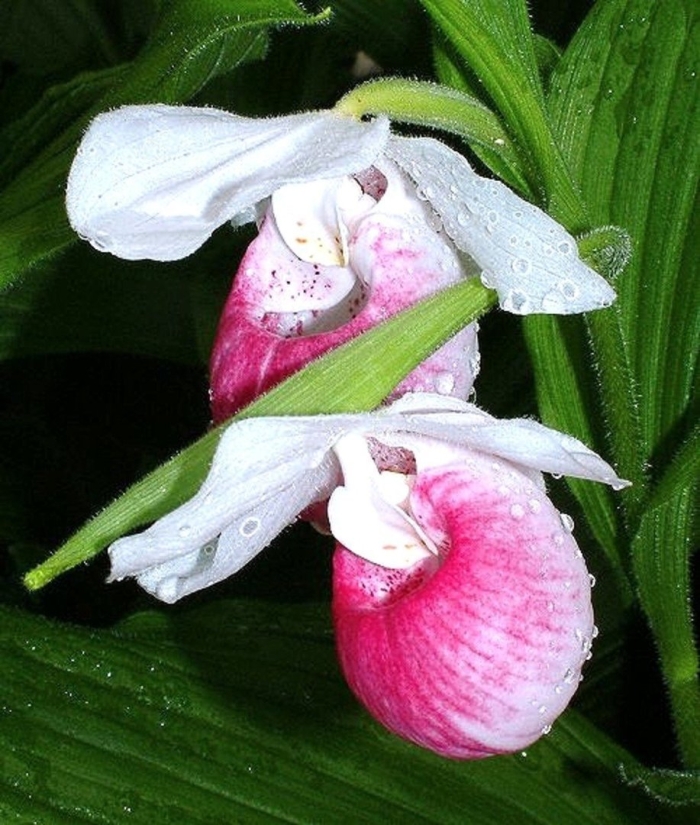 Cypripedium reginae башмачок королевы