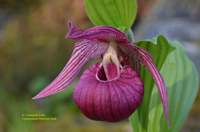 Венерин башмачок садовый