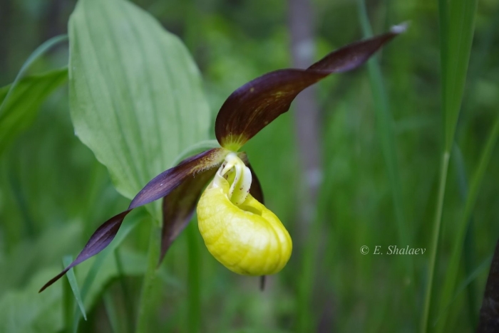 Северная орхидея венерин башмачок