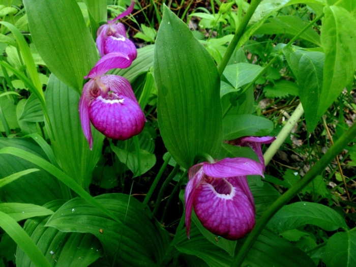 Венерин башмачок цветок