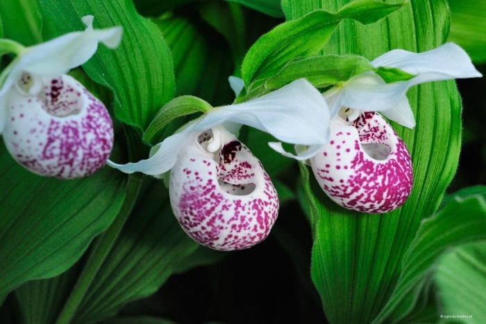 Циприпедиум ulla silkens