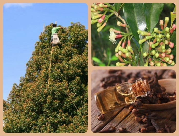 Гвоздика пряность растение